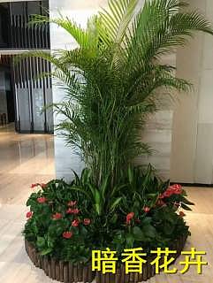 杭州綠化新風尚 植物、花卉租賃引領環保與美觀生活