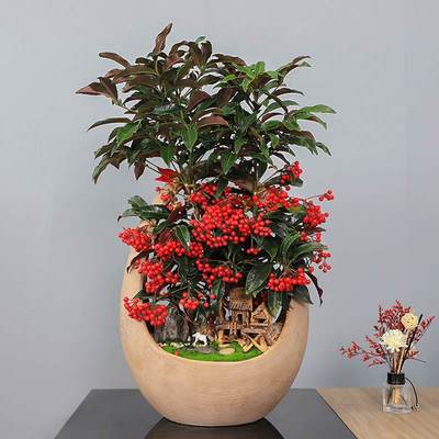 武漢寫字樓綠化租賃服務(wù) 專業(yè)園林租擺與工廠苗木報價