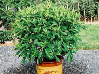 廣州鮮花綠植全周期服務(wù) 出租、銷售、租賃、出擺與專業(yè)養(yǎng)護一體化解決方案