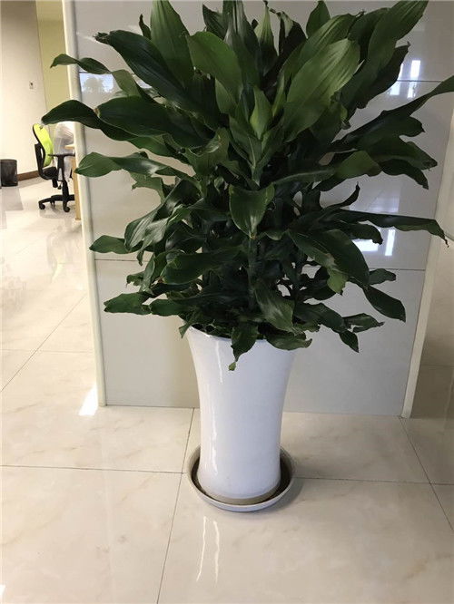 青浦區(qū)與浦東新區(qū)綠植租賃及養(yǎng)護服務(wù)指南 聯(lián)系電話與費用解析