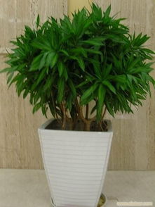 辦公室花卉租賃 一站式綠植租擺與專業養護服務