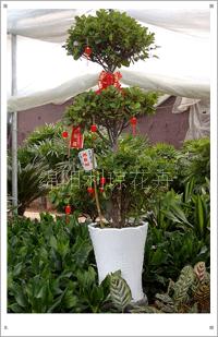 綿陽利瓊花卉 專業三層榕租賃服務，打造綠色典雅的活動慶典與會場布置